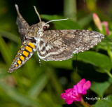 HummingBird Moth