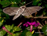 HummingBird Moth