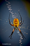 Spider August 27