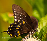 SpiceBush Swallowtail September 2