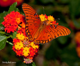 Butterfly On Lantana October 20