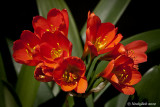 Kaffir Lily April 10
