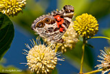 Painted Lady June 13