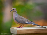 Mourning Dove June 26