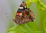 Butterfly July 30
