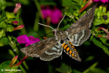 Hummingbird Moths August 24