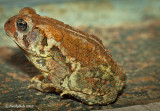 Toad September 2