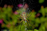 Spider September 3