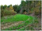 View Of My Food Plot