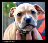 My Sons New Puppy November 14
