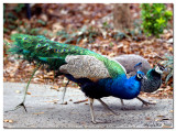 Peafowl January 26