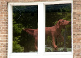 doggie in the window