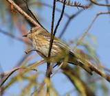 Goldfinch