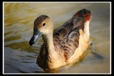 Lesser Whistling-Duck.jpg