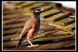 Common Myna.jpg