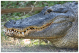 Alligator / American Aligator