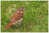 Bruant fauve / Fox Sparrow