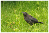 Quiscale bronz / Common Grackle