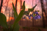 Bluebells