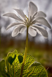 Bloodroot
