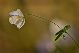 False Rue Anemone and spider