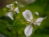 White-flowered Trillium