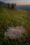 Paintbrushes