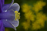 columbine II