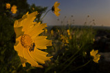 Bee and flower