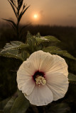Rose Mallow