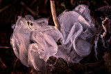 Frost Flower
