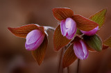 Sharp-Lobed Hepatica (Hepatica nobilis)