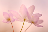 Rue Anemone