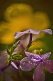 Wild Sweet William and Celandine Poppies