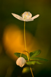 False Rue Anemone