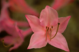 Wild Azelea