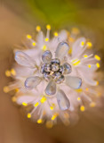 Wild Hyacinth
