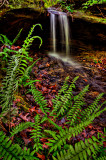 ferns and falls