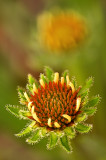 pale purple coneflowers