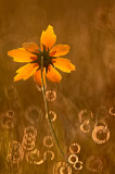 Prairie Coreopsis and Dewdrops