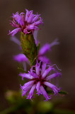 Scaly Blazing Star