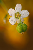 Flowering Spurge
