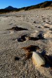 cuttlebone points to Mt Graham,  wineglass beach