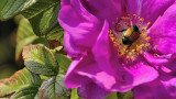 Flower n Bug