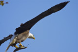 Bald Eagle