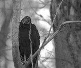 Black Vulture