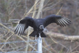 black Vulture