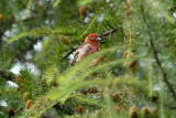 Two-barred Crossbill, Adult male