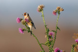 Goldfinch