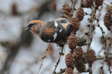 Two-barred Crossbill, Adult male